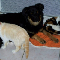 Photo #222437 de Nala