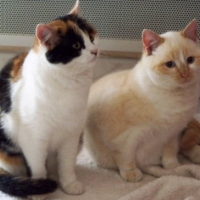 Photo #222438 de Pataud