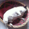 Farniente