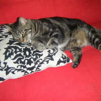 Photo #222472 de Taz