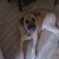 Photo #222477 de Dolly