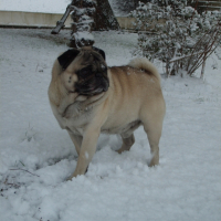 Vito dans la neige