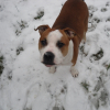 Il adore la neige
