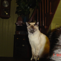 Photo #222516 de Tite lune