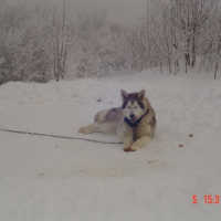 Photo #222517 de Janis