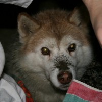 Photo #222523 de Lorka