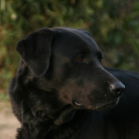 Photo #222526 de Sybelle