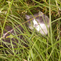 Photo #222531 de Booba