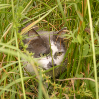 Photo #222532 de Booba