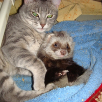Photo #222538 de Fripouille
