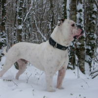 Photo #222557 de Dragon