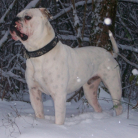 Photo #222559 de Dragon