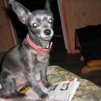 Photo #222571 de Cricket