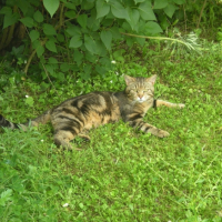 Photo #222592 de Topolino