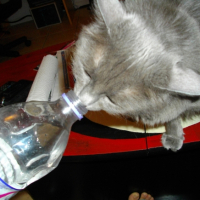 Photo #222615 de Athena