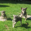 mes mômes Zeus et tTijuana