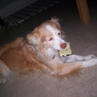 Photo #222638 de Chips