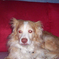 Photo #222639 de Chips