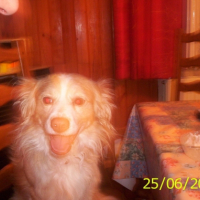 Photo #222641 de Chips