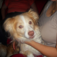 Photo #222642 de Chips