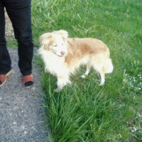 Photo #222644 de Chips