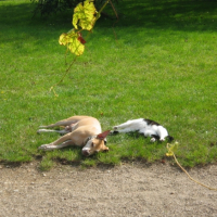 Photo #222674 de Loulou