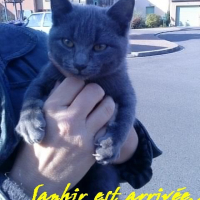 Photo #222694 de Saphir