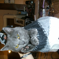 Photo #222695 de Saphir