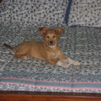 Photo #222704 de Chipie