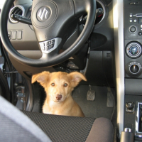 Photo #222706 de Chipie