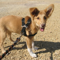Photo #222721 de Chipie
