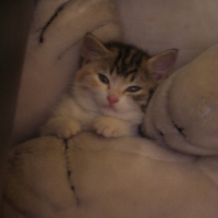 cannelle tout bébé (2 mois)