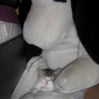 cannelle et snoopy