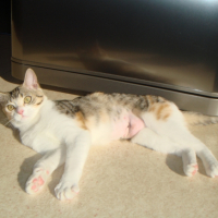 Photo #222740 de Canelle