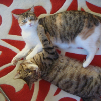 Photo #222752 de Canelle