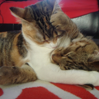 Photo #222755 de Canelle