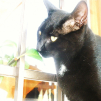 Photo #222762 de Calin