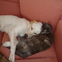 Photo #222774 de Caline