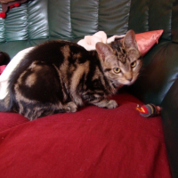 Photo #222775 de Roxy