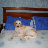 Photo #222776 de Caline