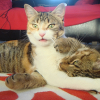 Photo #222779 de Canelle