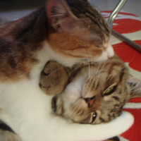 Photo #222782 de Canelle