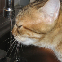 Photo #222798 de Lola