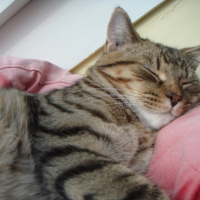 Photo #222804 de Dalton