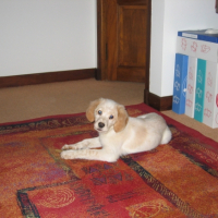Photo #222814 de Caline