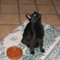 Photo #222842 de Bouba