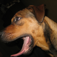 Photo #222851 de Roxanne