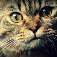 Photo #222864 de Baggy