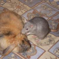 Photo #222900 de Michka