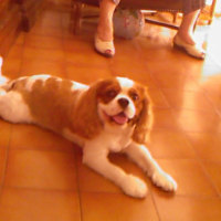 Photo #222924 de Gipsy